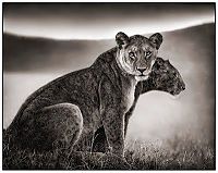 Fauna & Flora: Black and white animal photography by Nick Brandt