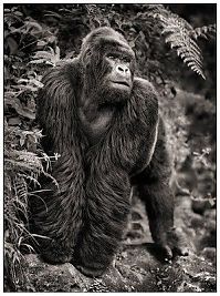 TopRq.com search results: Black and white animal photography by Nick Brandt