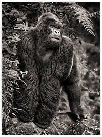 Fauna & Flora: Black and white animal photography by Nick Brandt