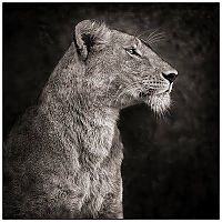 TopRq.com search results: Black and white animal photography by Nick Brandt