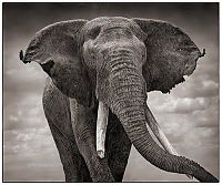 Fauna & Flora: Black and white animal photography by Nick Brandt