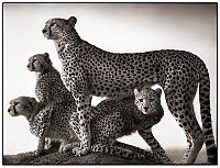 TopRq.com search results: Black and white animal photography by Nick Brandt