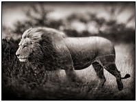 Fauna & Flora: Black and white animal photography by Nick Brandt