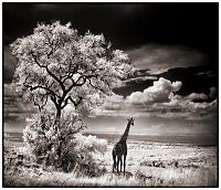 Fauna & Flora: Black and white animal photography by Nick Brandt