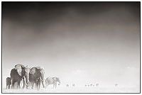 TopRq.com search results: Black and white animal photography by Nick Brandt