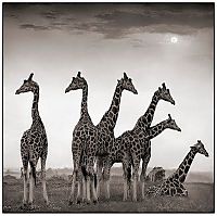 Black and white animal photography by Nick Brandt