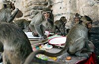 Fauna & Flora: monkey banquet