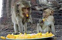 Fauna & Flora: monkey banquet