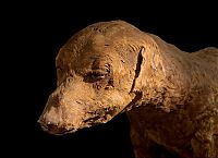 TopRq.com search results: animal mummy