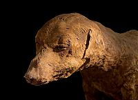 Fauna & Flora: animal mummy