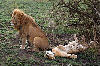TopRq.com search results: lion & lioness