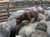 Fauna & Flora: sheep dog