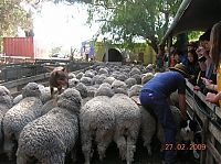 Fauna & Flora: sheep dog