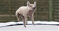 Fauna & Flora: pig on a trampoline