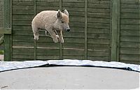 TopRq.com search results: pig on a trampoline