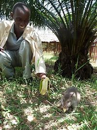 TopRq.com search results: rats trained to locate explosives, african marsupials