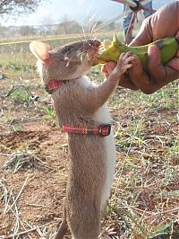 Fauna & Flora: rats trained to locate explosives, african marsupials