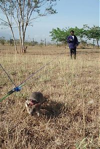 Fauna & Flora: rats trained to locate explosives, african marsupials