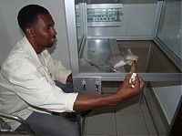 TopRq.com search results: rats trained to locate explosives, african marsupials