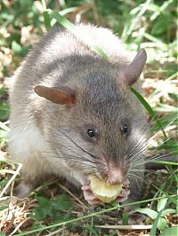 Fauna & Flora: rats trained to locate explosives, african marsupials