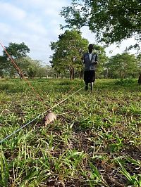 TopRq.com search results: rats trained to locate explosives, african marsupials