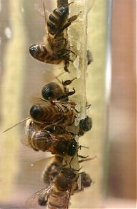 Fauna & Flora: Bees make honey in the bottle