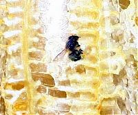 Fauna & Flora: Bees make honey in the bottle