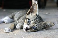 Fauna & Flora: kitten