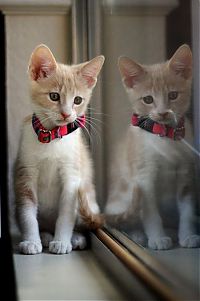 Fauna & Flora: kitten