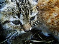 Fauna & Flora: kitten