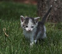 Fauna & Flora: kitten