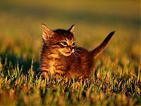 Fauna & Flora: kitten
