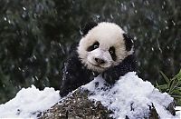 Fauna & Flora: Family pandas are happy with the first snow