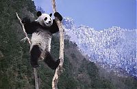 Fauna & Flora: Family pandas are happy with the first snow