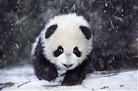 Fauna & Flora: Family pandas are happy with the first snow