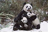TopRq.com search results: Family pandas are happy with the first snow