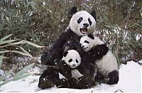 Fauna & Flora: Family pandas are happy with the first snow