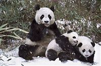 Fauna & Flora: Family pandas are happy with the first snow