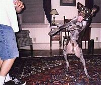 dog, a man's best friend