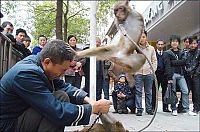 TopRq.com search results: monkey, master of kung fu