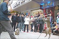 monkey, master of kung fu