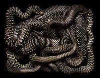 Fauna & Flora: snakes photography