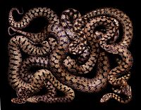 Fauna & Flora: snakes photography