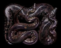 Fauna & Flora: snakes photography