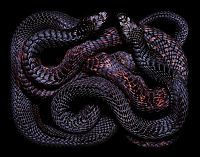 Fauna & Flora: snakes photography