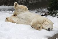 Fauna & Flora: Polar bears in Zoo, San Francisco, United States