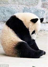 TopRq.com search results: sleeping panda