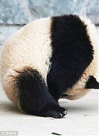 Fauna & Flora: sleeping panda