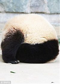 Fauna & Flora: sleeping panda