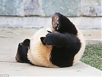 TopRq.com search results: sleeping panda